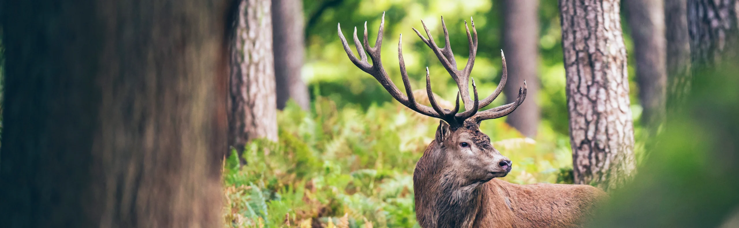Rothirsch im Wald – Symbol für Natur- und Ressourcenschutz